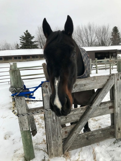 littlestfilly:Mr. Ryder now has to have his paddock gate tied as he figured out how to get it open, 