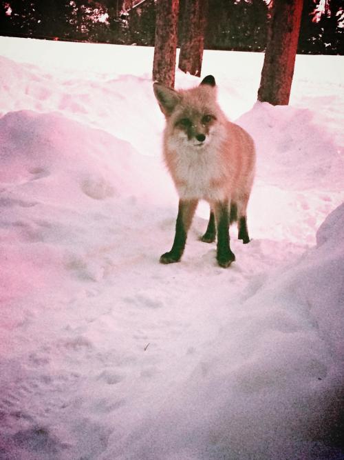 awwww-cute:  My girlfriend and I met this friendly little dude today