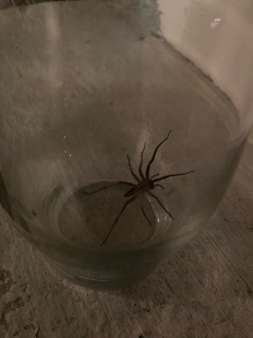 Some Wolf Spiders I Caught In My House Recently. My Mother Saw Three And Ive Only Managed To Catch The
