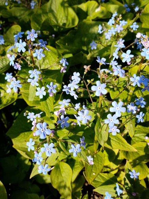  🌿 Цветы Весны🌿