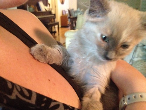 kittiesntitties.tumblr.com/post/86844647326/