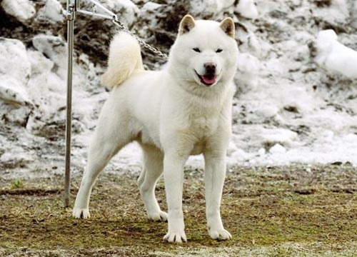 chemicalsinpants:  You’ve probably heard of Akita Inus:  And Shiba Inus: Which