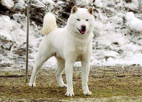 chemicalsinpants:  You’ve probably heard of Akita Inus:  And Shiba Inus: Which  are really cool and cute Japanese dog breeds. Let me introduce you to these other cool and cute Japanese dogs, which I think deserve equal attention. The Kishu Inu: The