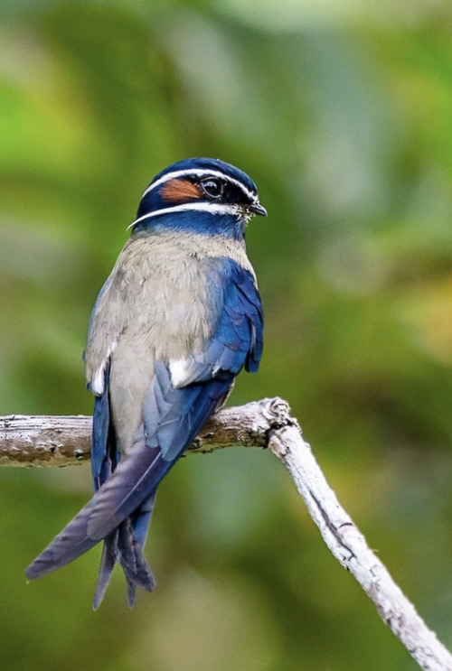 A Bird Youve Probably Never Seen Before Is The Treeswifts...they Are The WEIRDEST Looking Little Dudes