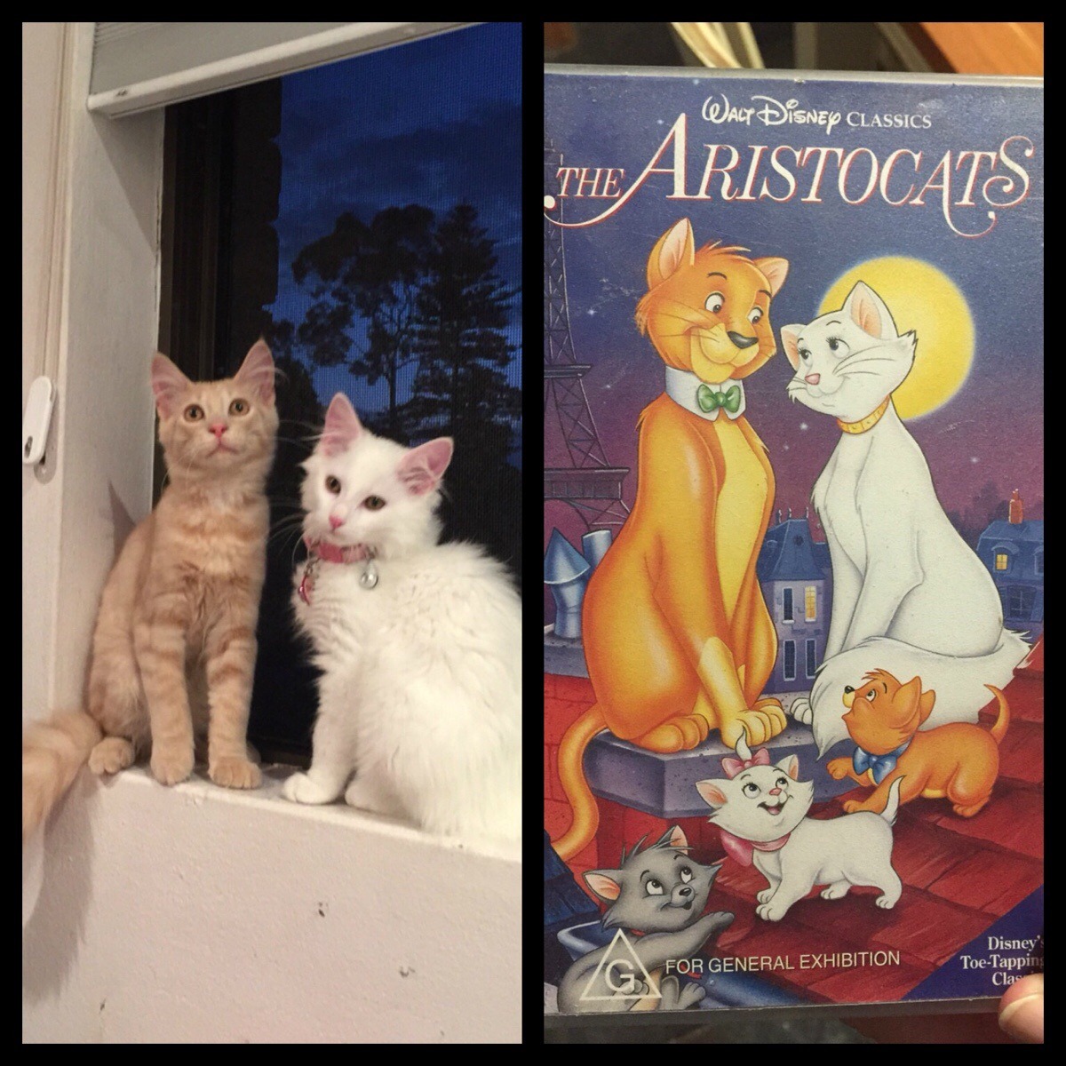 awwww-cute:  Managed to snap this tonight