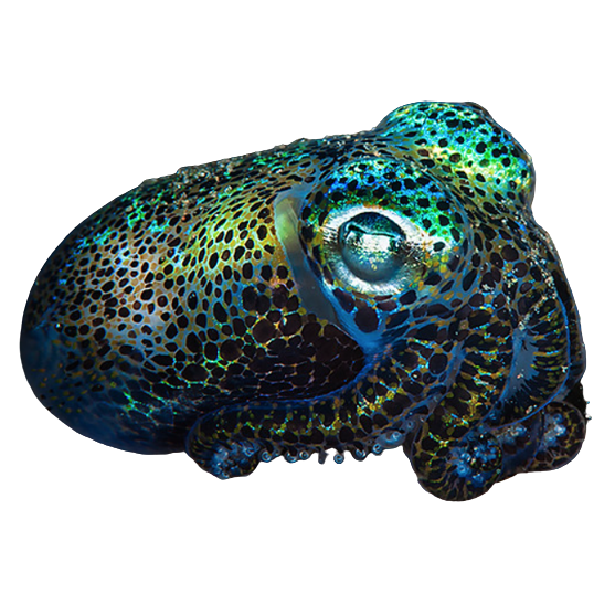 mob-boss-who-is-a-car-on-tumblr-bobtail-squid-larva-pngs-1-2-3-4