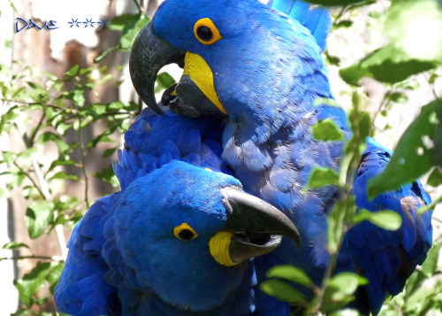 superbnature:~ True Love ♥ by Dave ;-) flic.kr/p/owFJkL