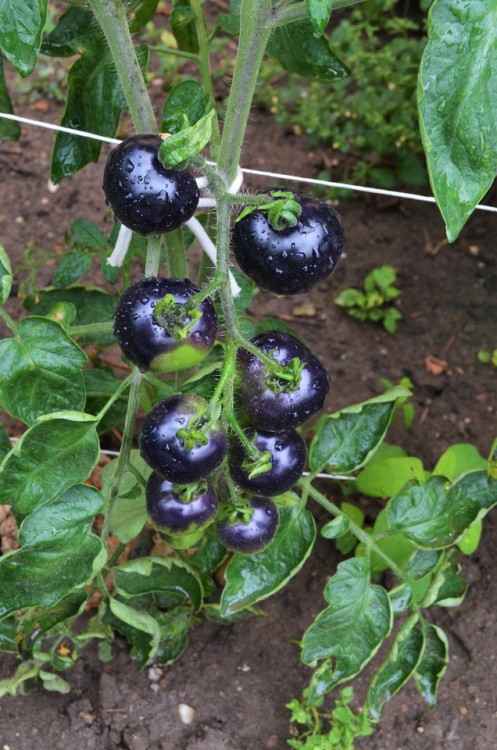 allthingssoulful-garden: The black tomatoes are starting to color.