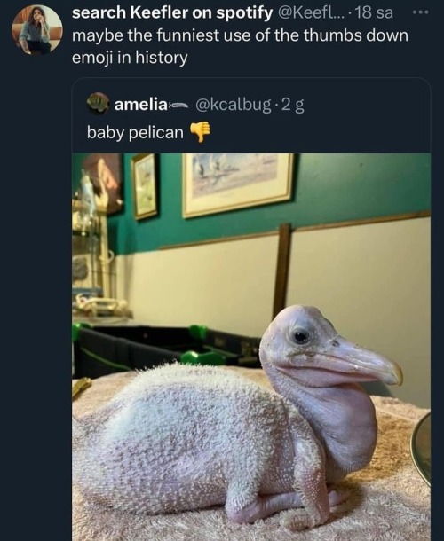 tweet showing a photo of a baby pelican with the caption "baby pelican👎".  the pelican is entirely featherless and overall a little strange looking. a response to the original tweet says: "maybe the funniest use of the thumbs down emoji in history."