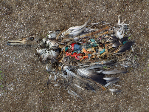 nikolawashere:  likeafieldmouse:  Chris Jordan - Midway: Message from the Gyre (2009-current) I understand that these are horrific, disturbing images and not remotely beautiful. At first I was under the impression that the albatross remains had been