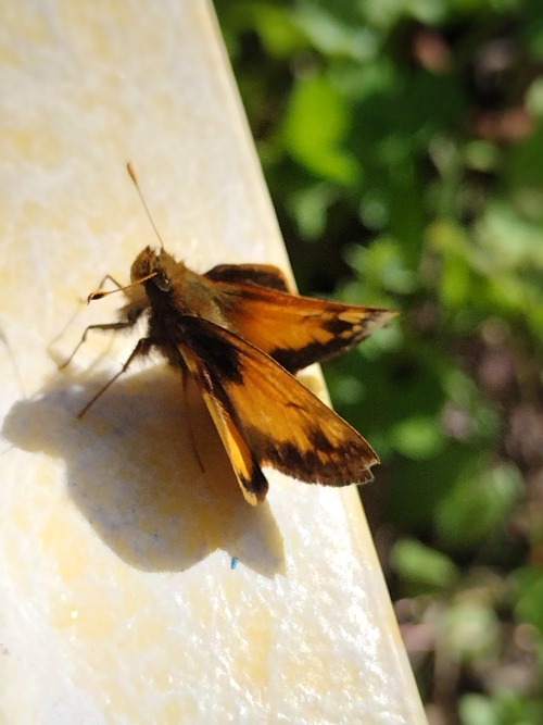 [PHOTOS TAKEN: APRIL 3RD, 2024 | Image IDs: Four Photos Of An Orange, Black, And Brown Skipper Butterfly