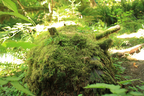 I went to the Hoh rainforest and took pictures of all the moss