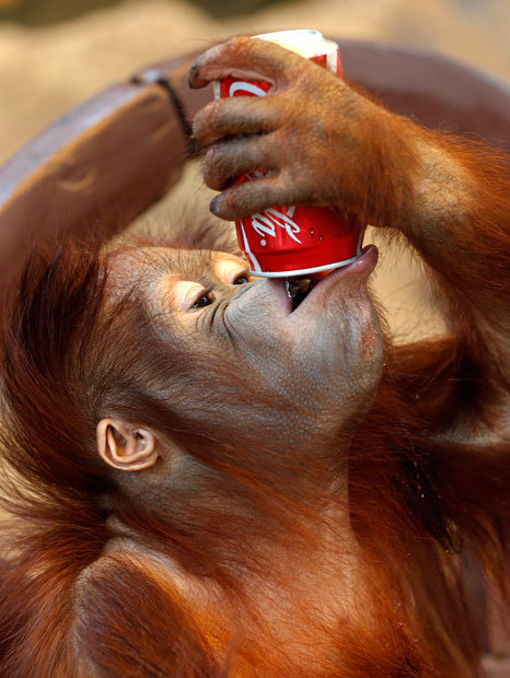A three-year-old orangutan drinks water from a soft drink can at a private zoo in Bangkok, Thailand. Picture: EPA/RUNGROJ YONGRIT