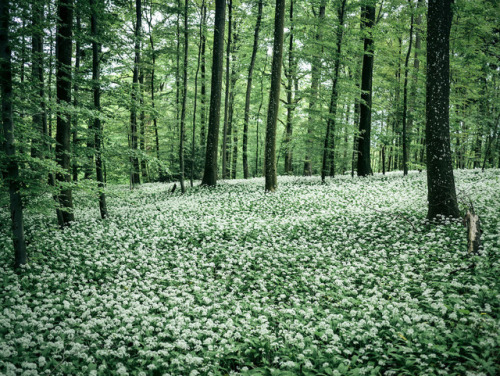 floralls: Blooming Bear’s Garlic by daniel.frauchiger