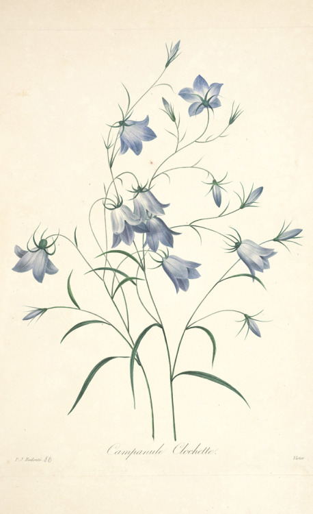 Pierre Joseph Redouté, Blue Bells, 1833. From: Choix des plus belles fleurs et des plus beaux fruits