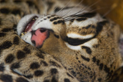 bigcatwildcat:Sleepy ocelot by Tambako The