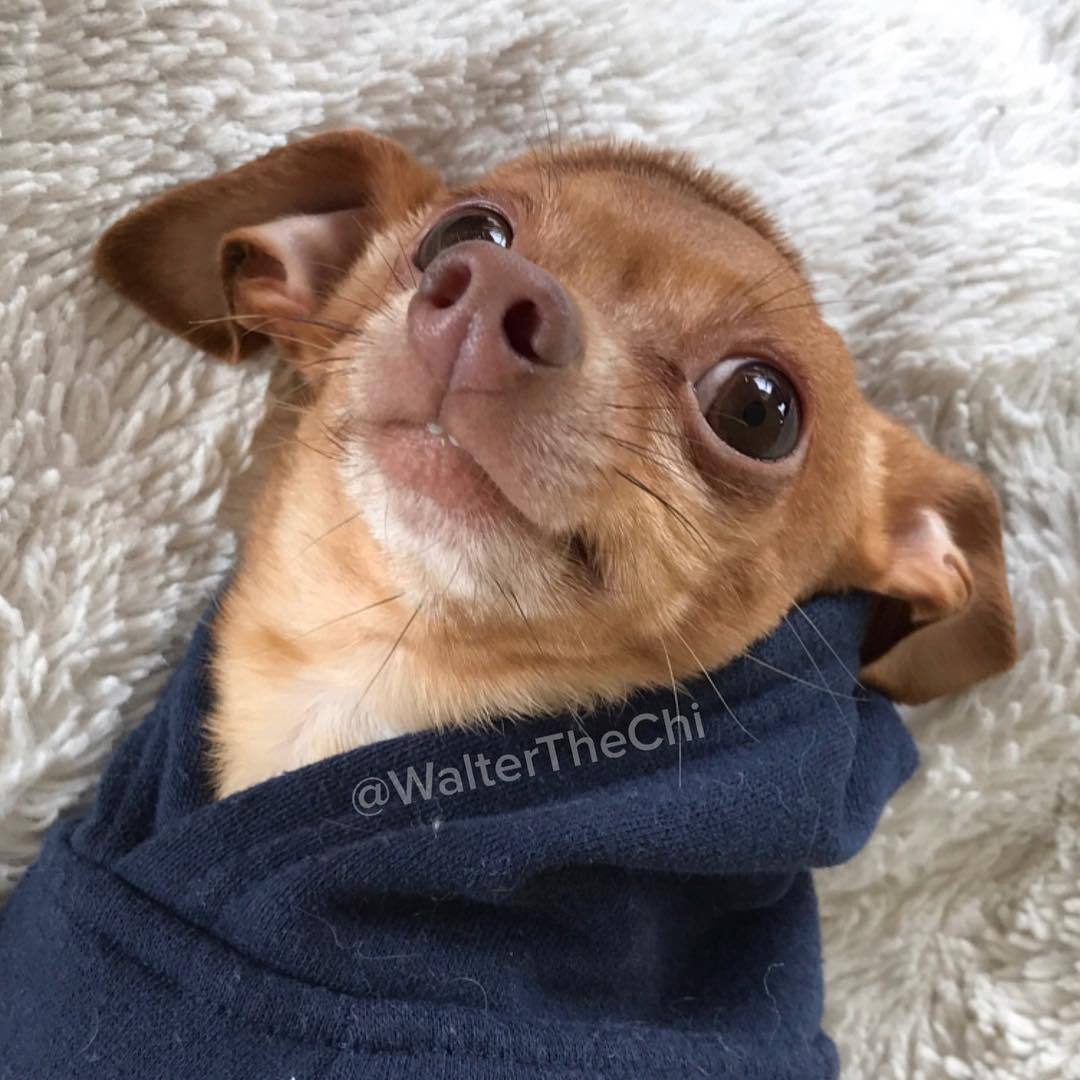 Walter The Chi — Omg it's FRIDAY! 🎉 #WalterTheChi #smile #dog...