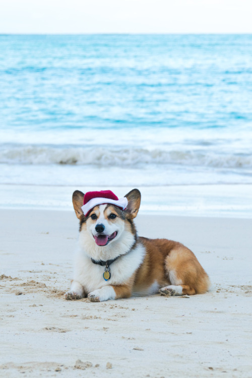 I was dreaming of a White Corgmas… but this comes pretty close. ❄️