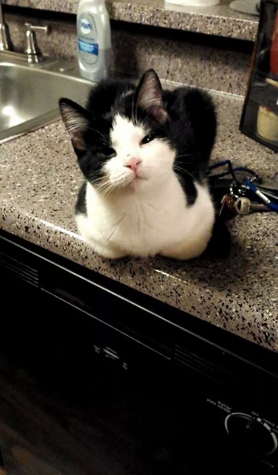 awwww-cute:  She is acting like she owns the place  I dare you to