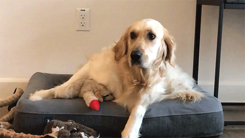 dogiplier:  Chica went through so many emotions in so little time