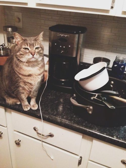 catsbeaversandducks:Her name is Chloe Luella and she thinks everything is the worst thing.Photos/cap