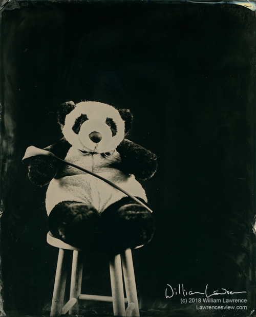 Andrew the Panda with Calla Lily.  8x10 tintype.  Copyright 2018, William Lawrence.Andrew is my test