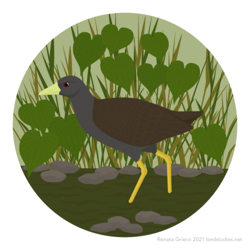 January 1, 2021 - Plain Bush-hen (Amaurornis olivacea)Found only in the Philippines, these secretive