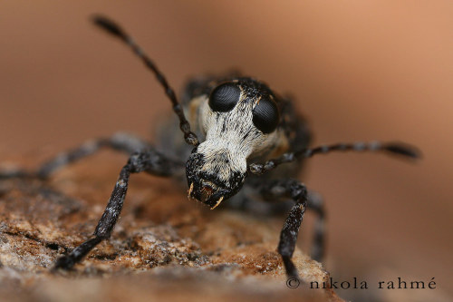 Fungus weevil, Gonotropis gibbosa, AnthribidaePhotos by Nikola Rahmé // Instagram - Shar