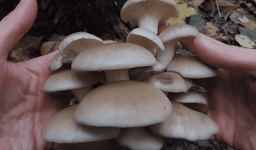 Learn Your Land ||  9 Wild Edible Mushrooms You Can Forage This Spring