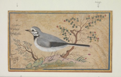 Study of a Bird by Riza-yi `Abbasi via Islamic ArtMedium: Ink, opaque watercolor, gold, and silver o