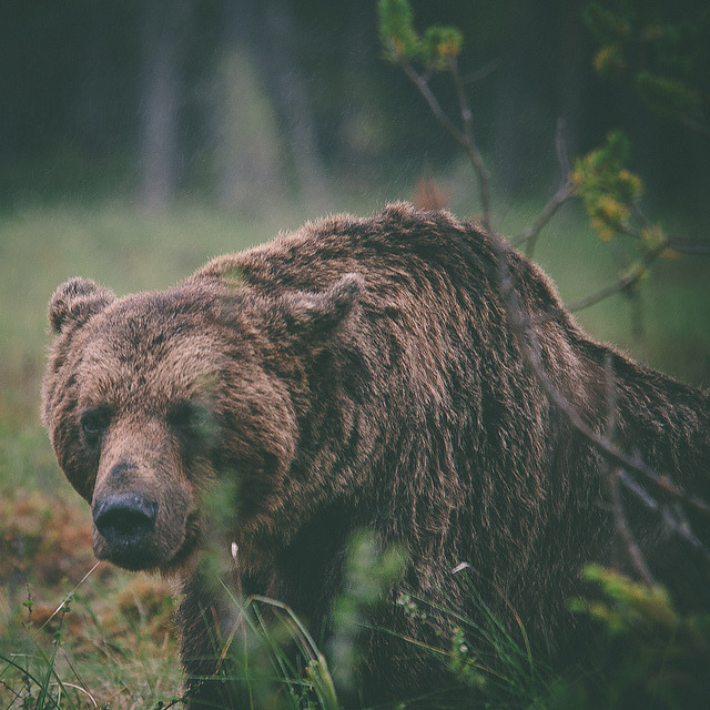 ourwildways:  Old, bearded and scarred by GO.70°NORTH on Flickr. oh baby! 