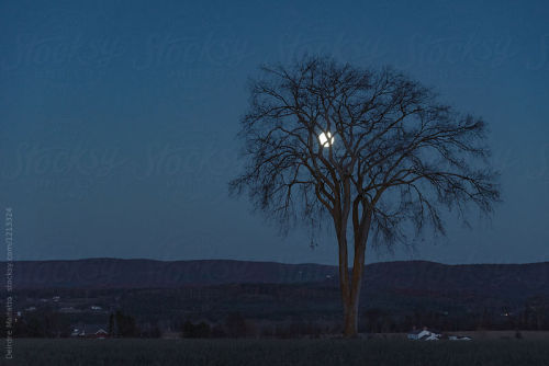 giant elm tree at night with moon By superdewaAvailable to license exclusively at Stocksy 