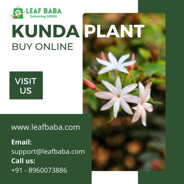 Kunda Plants are counted among the most popular houseplants because of their easy to grow and care properties. Though they are blossoming throughout the year, they are still the perfect choice for your summer garden. Their white, star-shaped flowers and thin tiny leaves make them an ideal fit for sunny balconies or windowsills. Kunda will be an excellent addition when you look for the best flowering plant for your home garden. #kunda plant#kunda flower #buy kunda plant online
