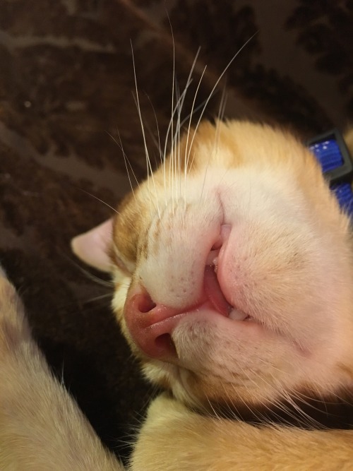 unflatteringcatselfies:  I was at a cat cafe today and this kitten was knocked tf out 