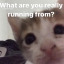 shitpostsbyxia