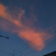 letitbepurple