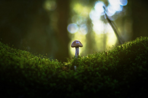 Mushroom by &lsquo;Ajnagraphy&rsquo; on Flickr.