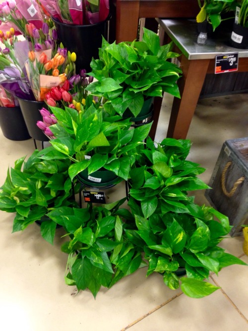 6.9.16 - Pothos and Christmas cacti at the grocery store.