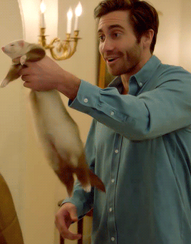 chandlerbing:Jake Gyllenhaal as a furious ferret enthusiast