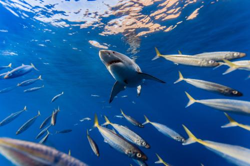 Debunking the Jaws Myth
As a boy, George Probst was captivated by sharks—especially great whites (Carcharodon carcharias). They both fascinated and terrified him. He saw Jaws over and over again, believing the stereotypical image of sharks as...