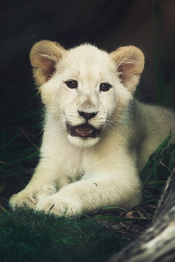 ikwt:    White Lion Cub Relaxing (Stephen Moehle) | instagram 