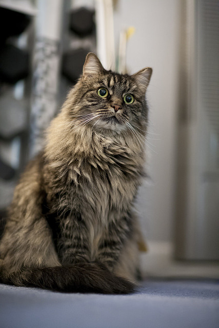 catycat21:Missy by apg_lucky13 on Flickr.