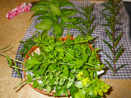 tropicalhomestead:I’m going to need a bigger basket.It’s an herbal extravaganza! Tarragon, marjoram,