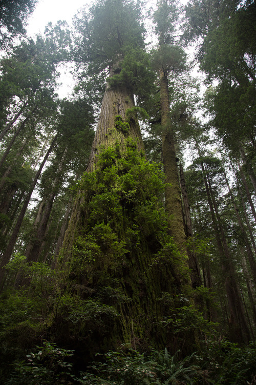 dirtyhippieproductions:  Trees are awesome~ ☮  ❤ ॐ 