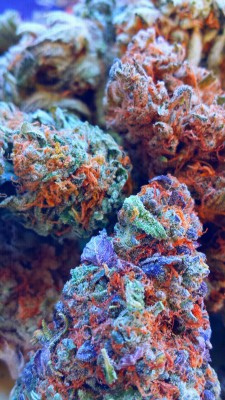 lucidicmind:  Fuzzy Grapefruit