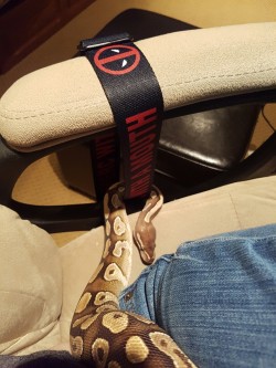 tailsandkabuki:  xxxkyrareaperxxx:  This is HER belt! She needs it for sneaky snek things  i too like deadpool aishi