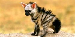 oohtheyhavenibbles:  kripke-is-my-king:  oohtheyhavenibbles:  i love striped hyenas because look at this punk little pup  it looks like a chihuahua with a mohawk omfg  i was going to write something snarky here in reply but you’re completely right holy