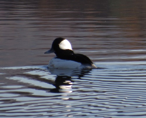 Saw a pair of buffleheads, a kind of sea duck, at the lake yesterday. The male has a large strangely