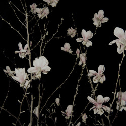 redlipstickresurrected: Lena Grass (German, b. 1983, Munich, Germany) - Magnolien from her self published photo book Nachtigall  Photography