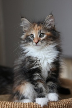 lolcuteanimals:  Norwegian Forest Cat Titran’s